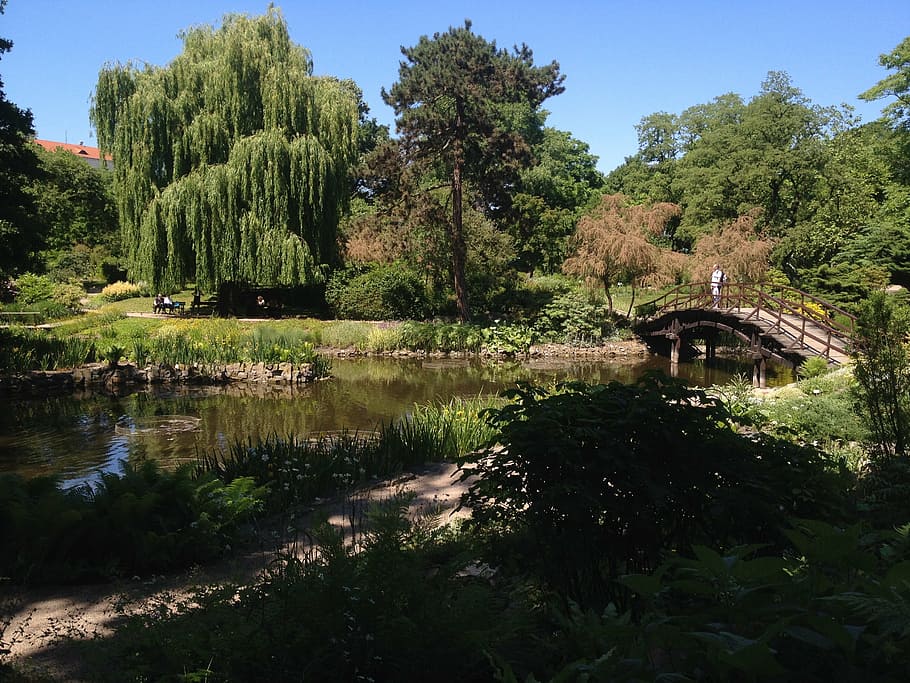 pond, water, tree, bridge, wrocław, poland, summer, nature HD wallpaper