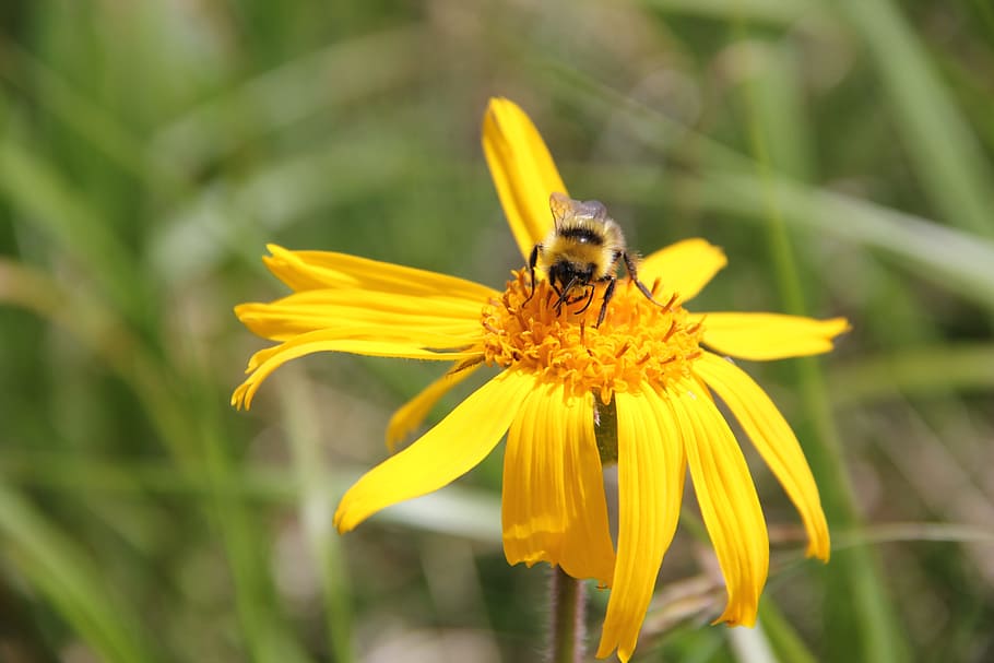 bee, flower, blossom, bloom, nature, yellow, summer, yellow flower HD wallpaper