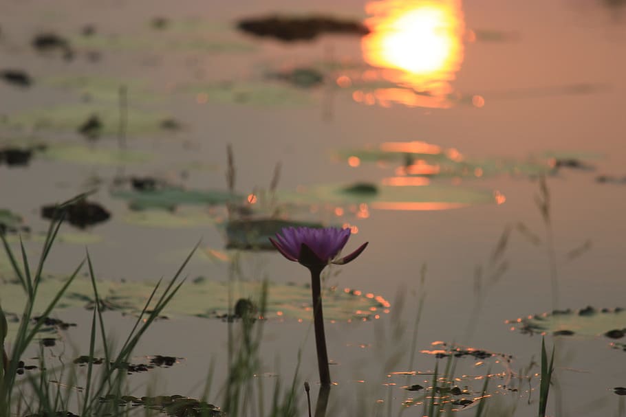 sunset, dawn, nature, water, summer, lake, flower, flowering plant HD wallpaper
