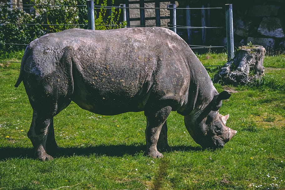 HD wallpaper: The power of the rhino, brown rhinoceros on green grass