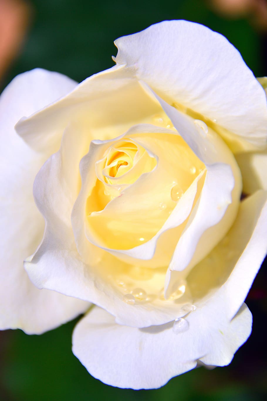 white, white roses, just add water, flower, white flower, tea rose, HD wallpaper
