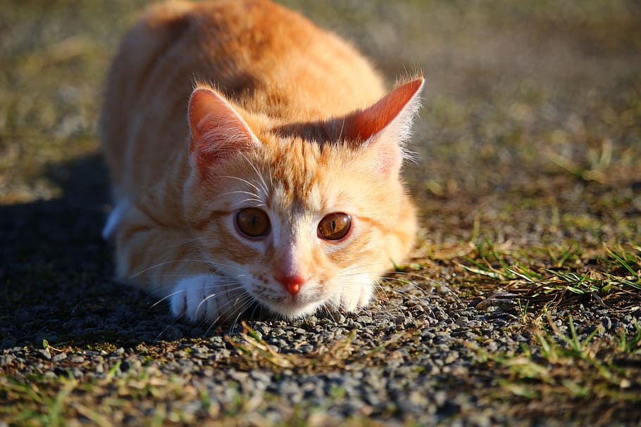 orange tabbyt ca, cat, kitten, red mackerel tabby, red cat HD wallpaper