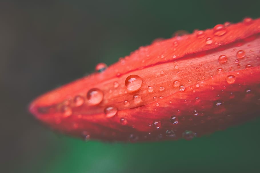 nature, macro, dew, drop, closeup, flower, wet, spring, droplet HD wallpaper