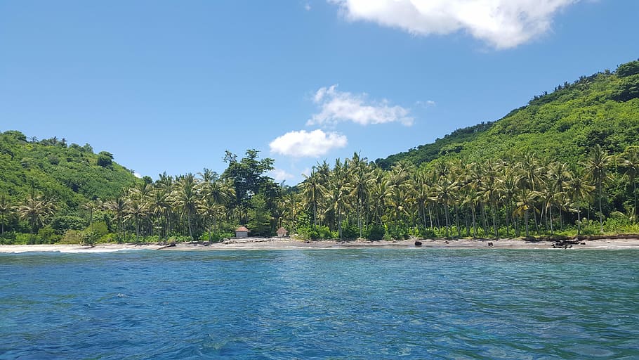 Island, Tropical, Beach, Plan, Tree, plan tree, sky, nature HD wallpaper