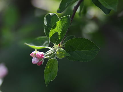 flowers, white, tree, march, fruit, casey, spring, flourished HD wallpaper