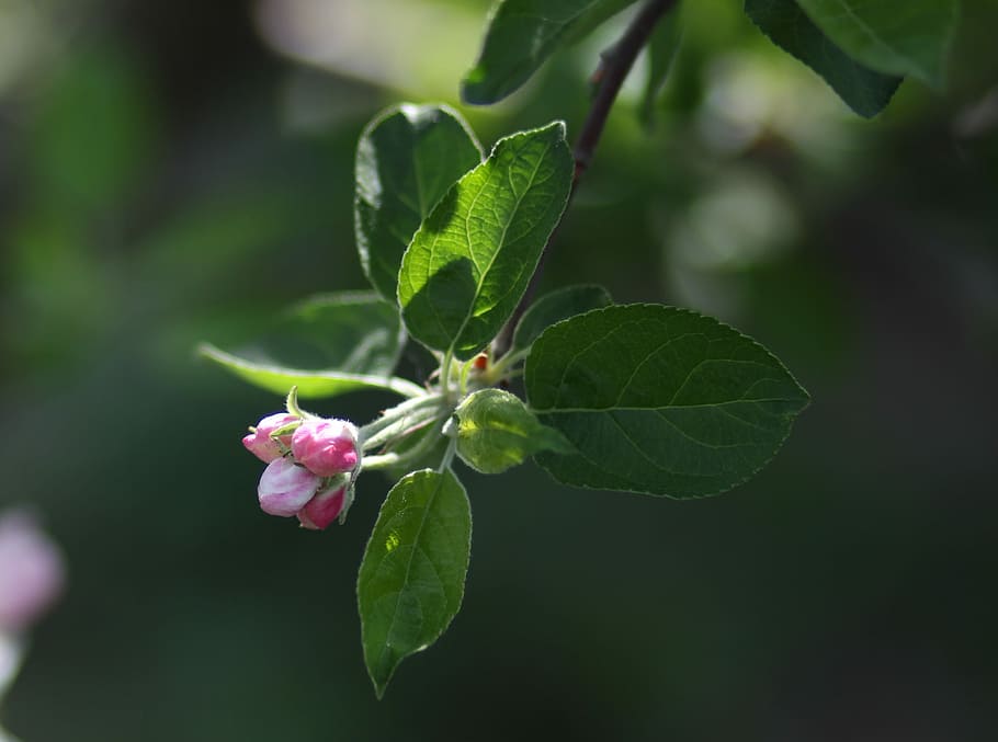 flowers, white, tree, march, fruit, casey, spring, flourished HD wallpaper