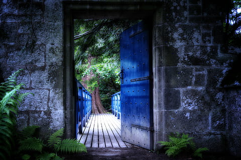 green fern plants near door panel illustration, goal, input HD wallpaper