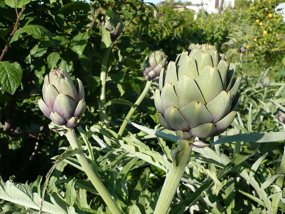 close, macro, artichoke, plant, growth, flower, flowering plant HD wallpaper