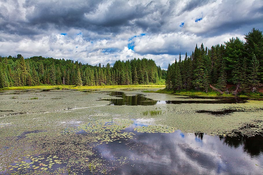 water, nature, landscape, tree, lake, scenic, algonquin park HD wallpaper