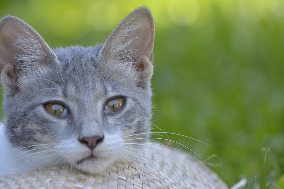 Pets, Cats, thinking, one animal, looking at camera, animal themes HD wallpaper
