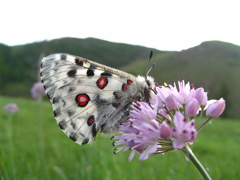 mongoli, white, butterfly, flower, flowering plant, insect HD wallpaper