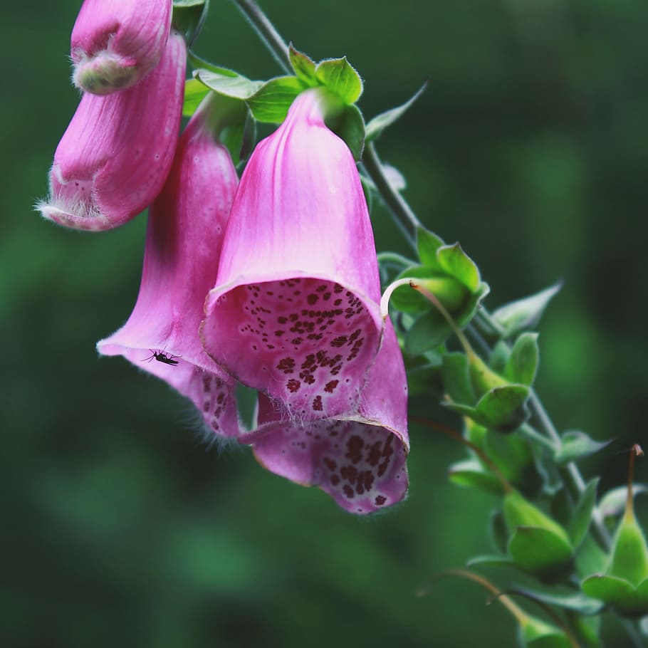 thimble, flower, blossom, bloom, plant, close, nature, cinquefoil HD wallpaper
