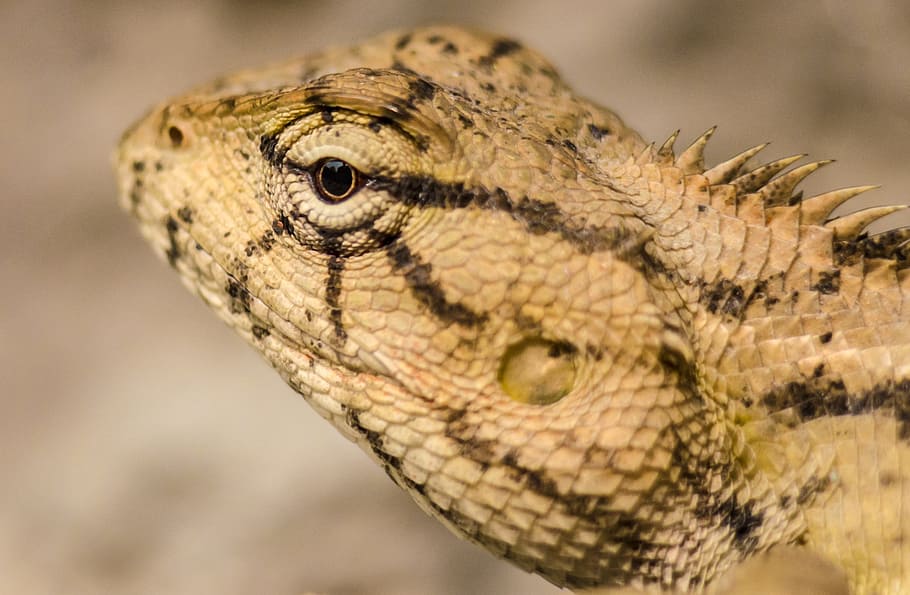 macro, lizard, animal, reptile, wildlife, nature, skin, dragon HD wallpaper