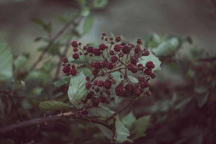 selective focus photography of red cranberries, close up photography of raspberry fruit HD wallpaper
