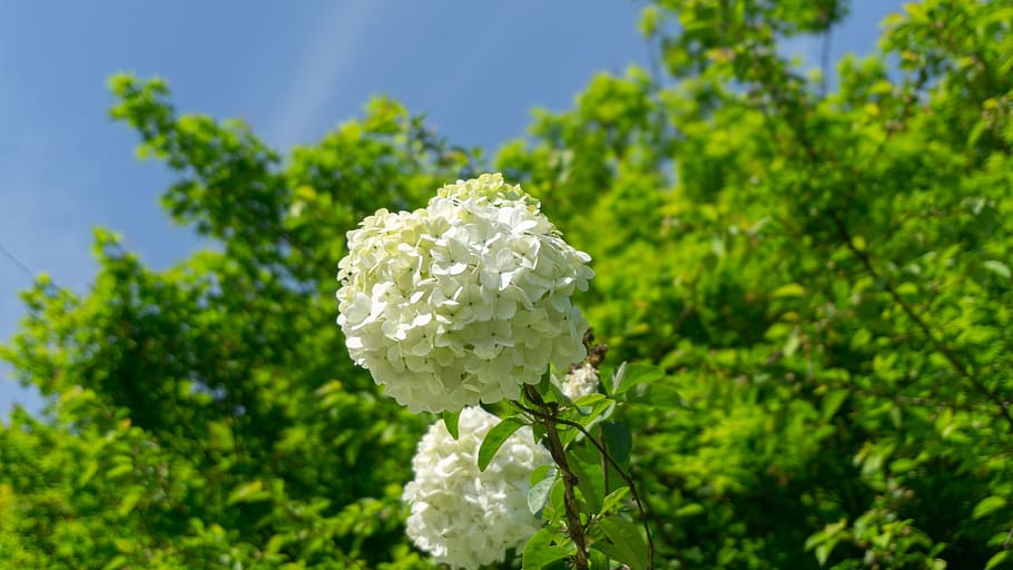 hydrangea, nature, leaf, plant, tree, beauty in nature, flower HD wallpaper