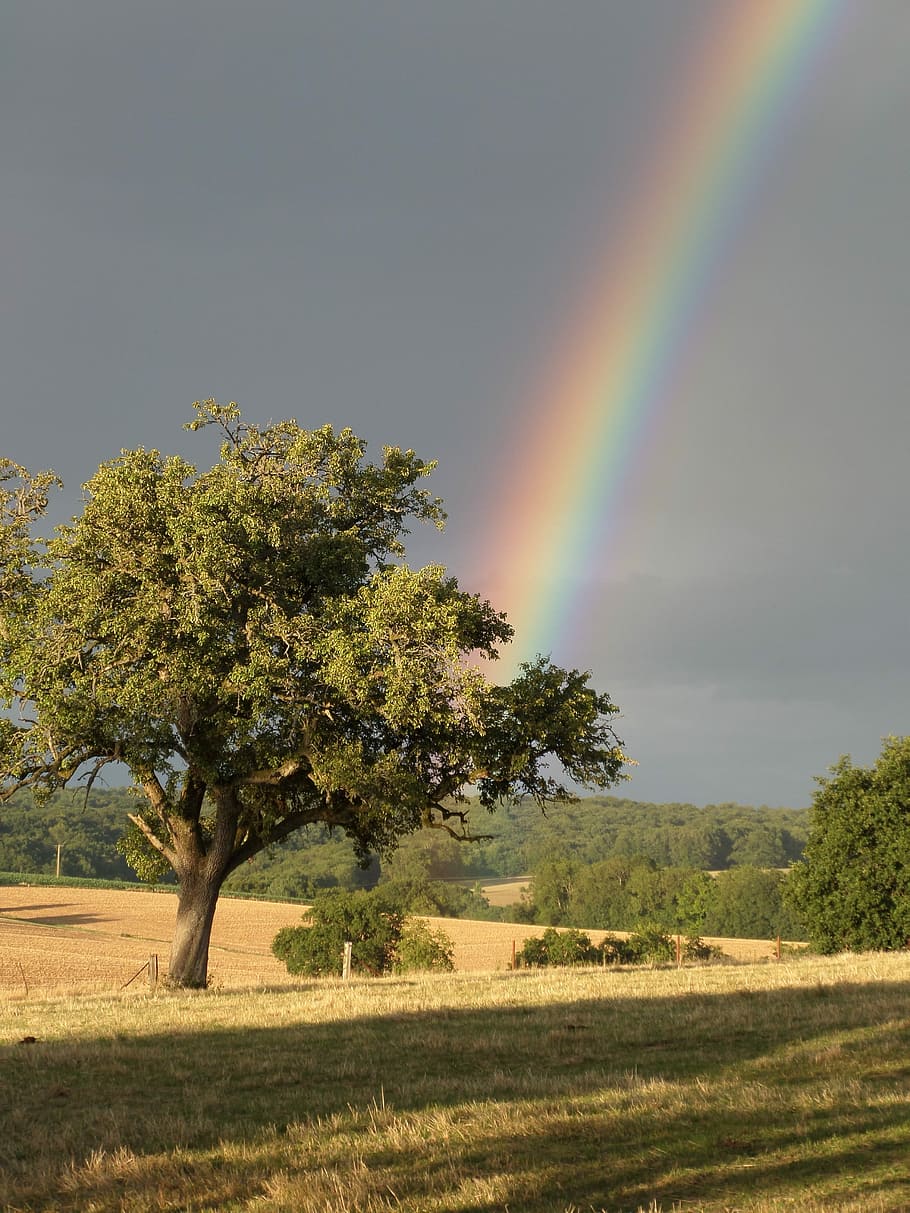 Rainbow, Colors, Colorful, tree, multi colored, spectrum, weather HD wallpaper