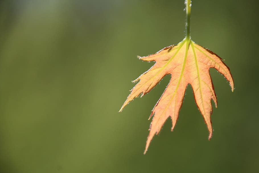 leaf, spring, first leaves, plant part, close-up, autumn, nature HD wallpaper