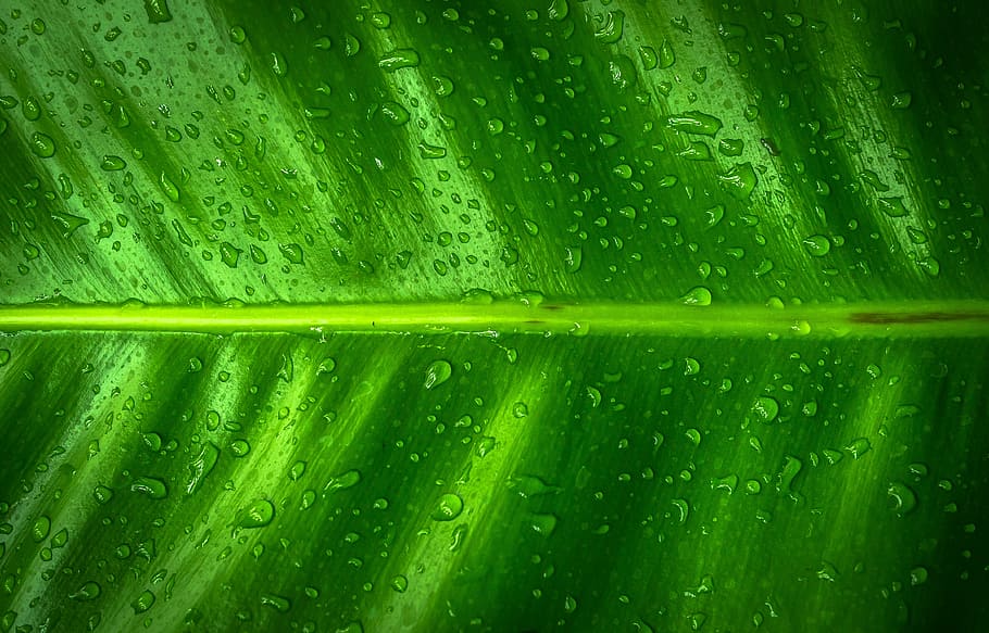macro photography of green leaf, nature, wood, the leaves, hwalyeob HD wallpaper