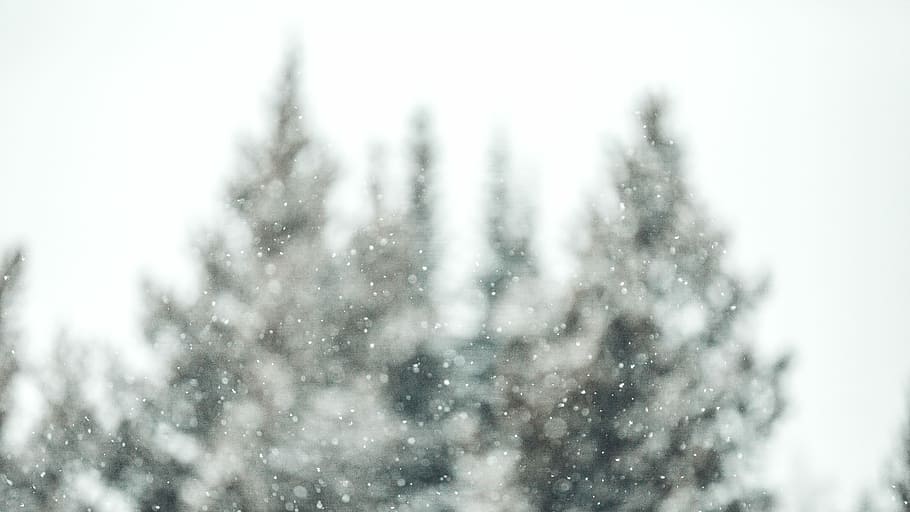 selective focus photo of trees, green pine trees covered with snow through clear glass HD wallpaper