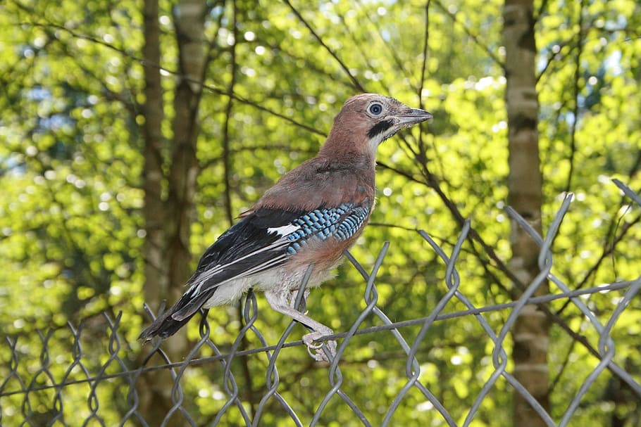 jay, bird, chick, young, summer, forest, animal wildlife, animal themes HD wallpaper