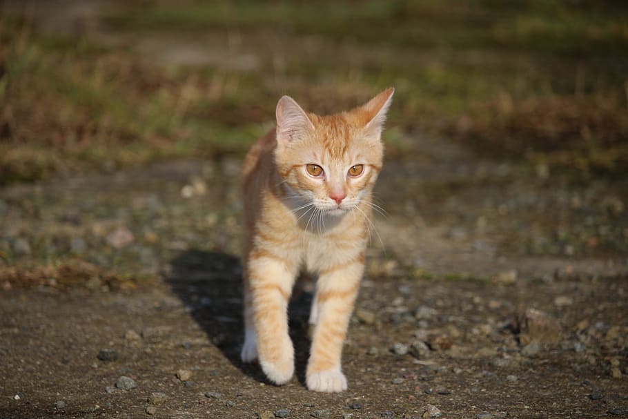 cat, kitten, young cat, mackerel, red cat, red mackerel tabby HD wallpaper