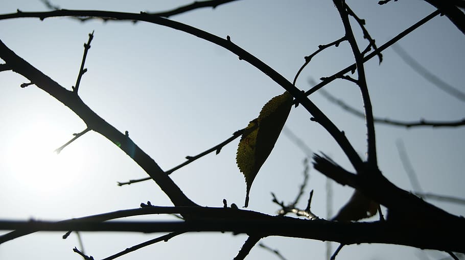 branch, the leaves, light, tree, plant, nature, sky, low angle view HD wallpaper