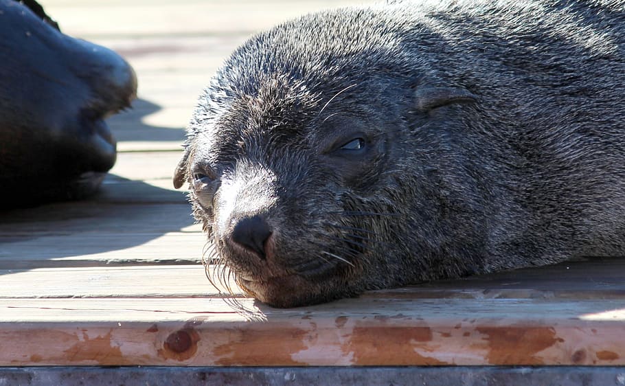 seal, sunbathing, docks, plank, rest, snout, fur, view, wet HD wallpaper
