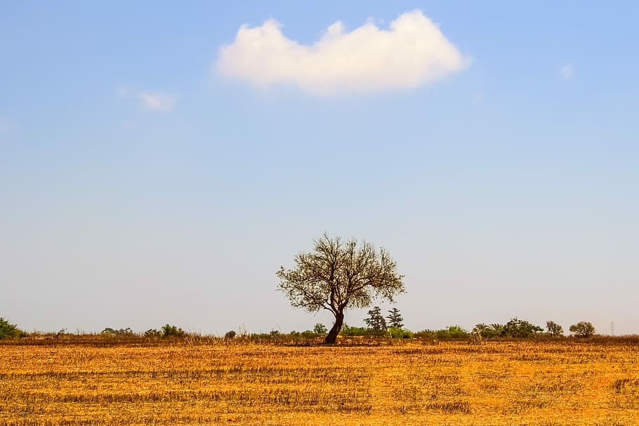 tree, meadow, landscape, nature, rural, countryside, summer HD wallpaper