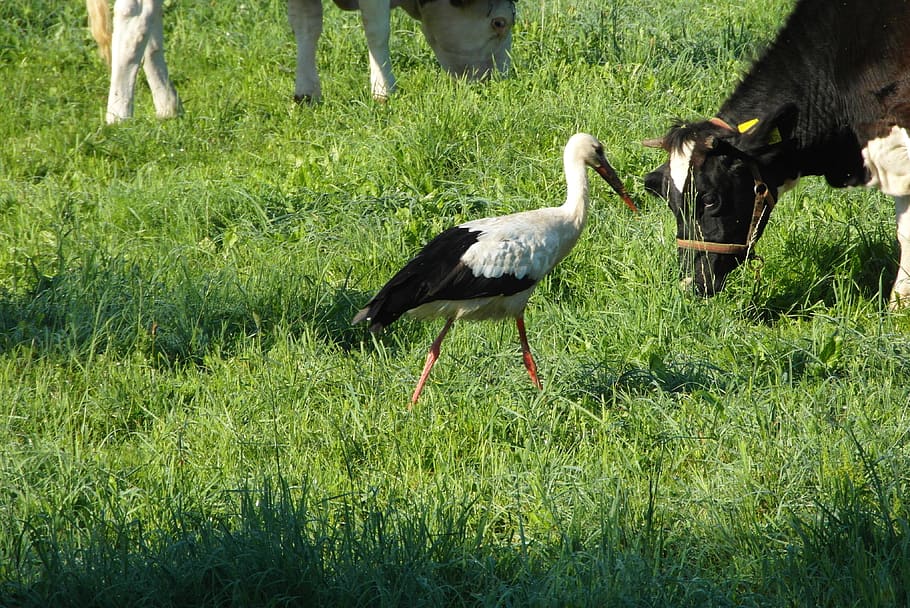 stork, bird, flying, meadow, group of animals, grass, vertebrate HD wallpaper