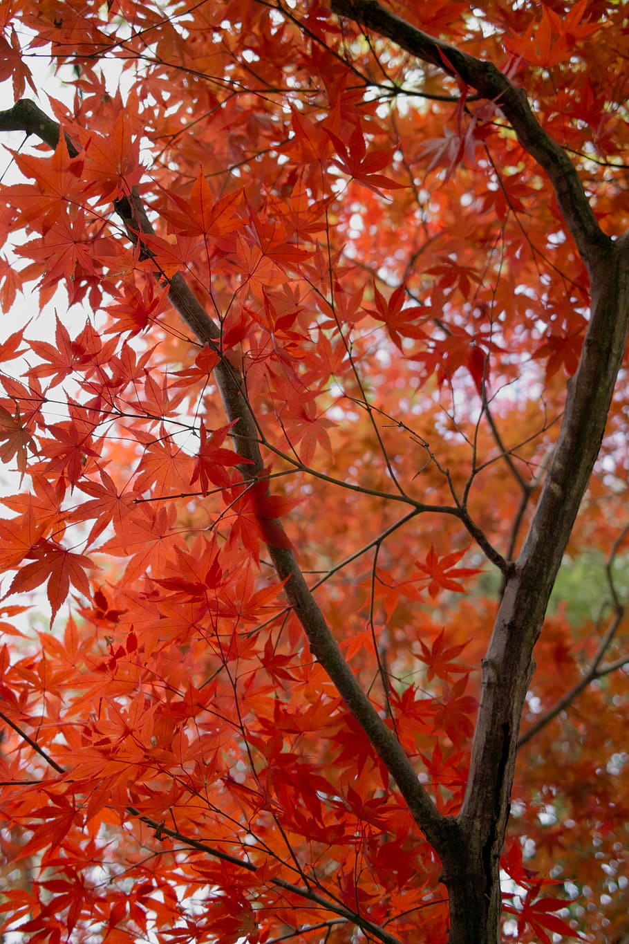 red leafed tree during daytime, maple tree during daytime, woodland HD wallpaper