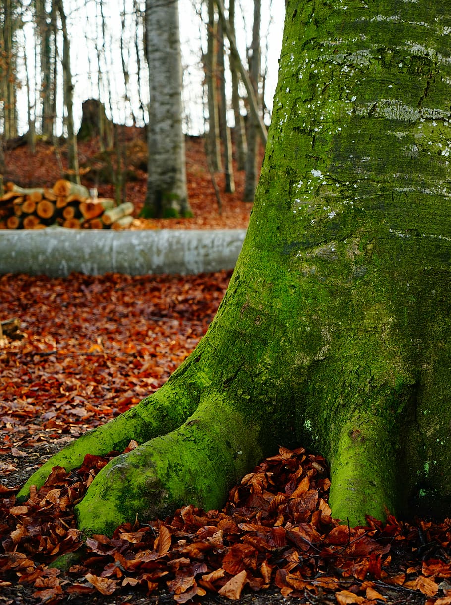 beech, forest, autumn forest, trees, nature, strains, green HD wallpaper