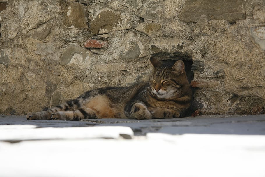 Cat, Sleep, Animal, one animal, animals in the wild, animal wildlife HD wallpaper