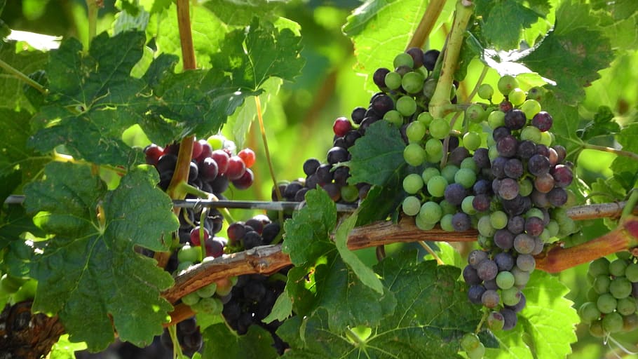 grapevine, viticulture, wine, grapes, the grapes, blue grapes HD wallpaper