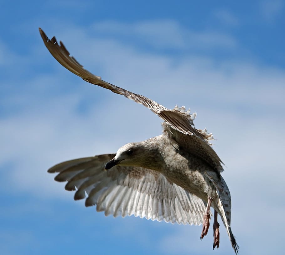 Seagull, Flying, Bird, In Flight, herring gull, sky, nature HD wallpaper