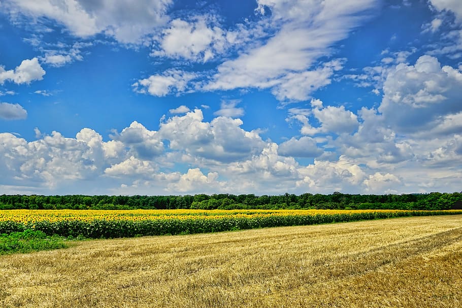 green field under blue sky, nature, summer, clouds, sunflower fields HD wallpaper