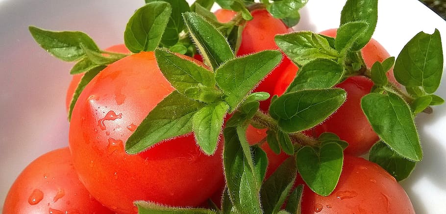 red tomatoes on white plate close-up photography, basil, fruit HD wallpaper