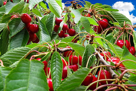 Cherries, Cherry, Harvest, Fruit, cherry harvest, red, bing HD wallpaper