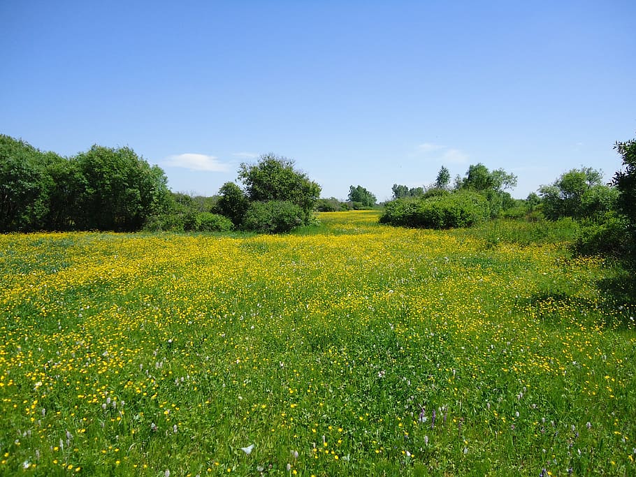 Field, Grass, Nature, green Color, landscape, rural Scene, summer HD wallpaper