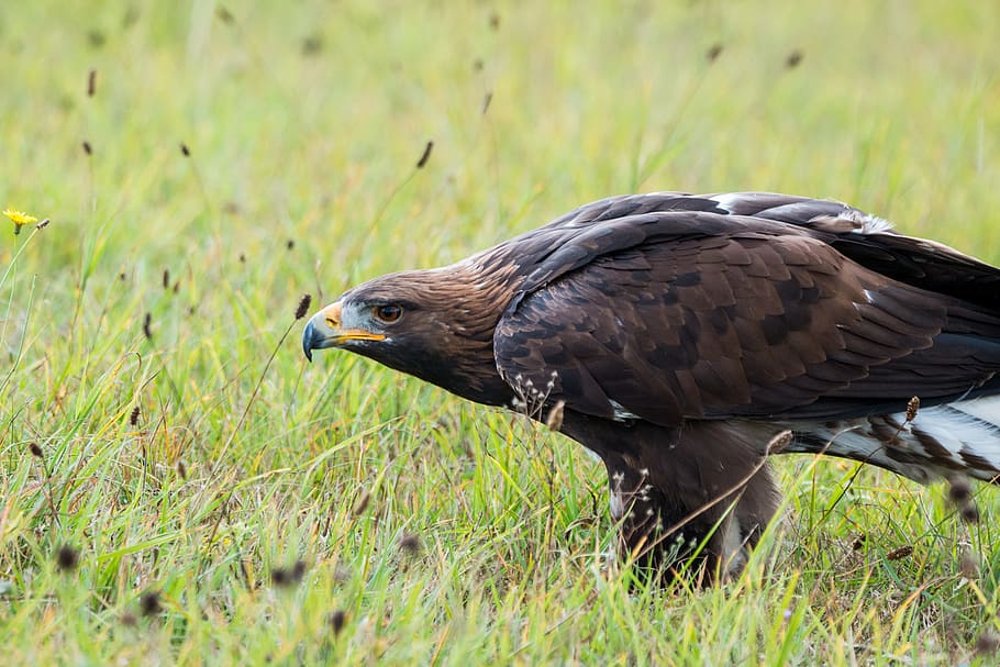 Golden Eagle, Adler, Bird, Feather, nature, wild bird, fly HD wallpaper