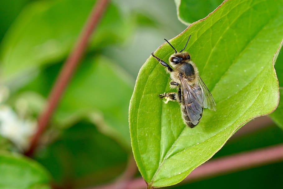nature, leaf, insect, bee, animal themes, one animal, animal wildlife HD wallpaper