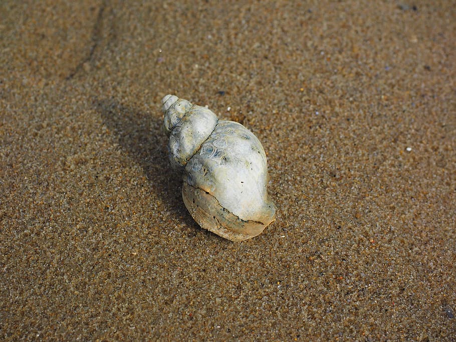 whelk, snail, animal, buccinum undatum, horn snail, buccinidae, HD wallpaper