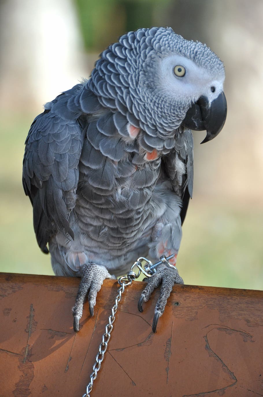 parrot, grey, gabon, bird, animals, nature, œil, exotic, eye HD wallpaper