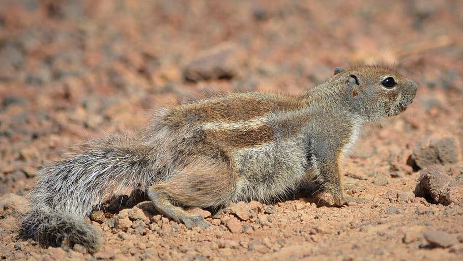 squirrel, ground squirrel, animal, animal themes, animal wildlife HD wallpaper