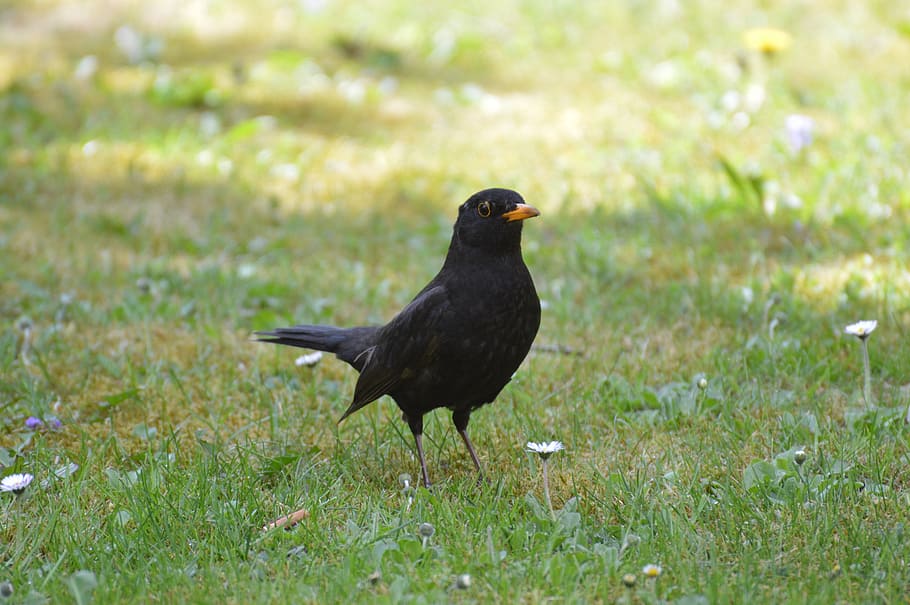 blackbird, fly, nature, animal, wing, feather, animal themes HD wallpaper