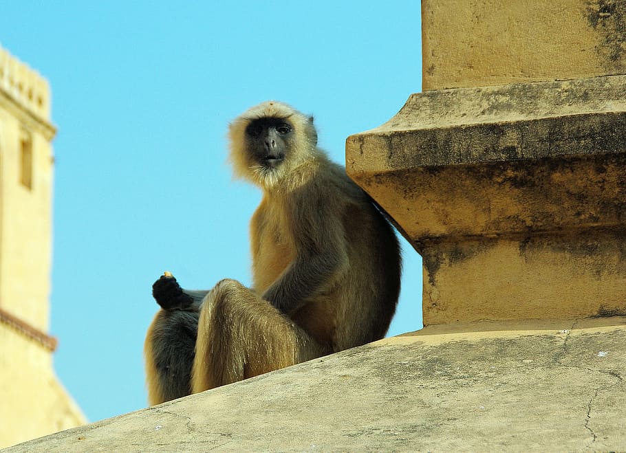 india, monkey, primate, animal, wild, mammal, animal wildlife HD wallpaper