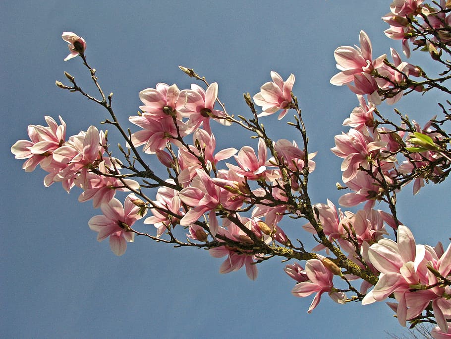 magnolia, blossom, bloom, tree, flower, flowering plant, pink color HD wallpaper