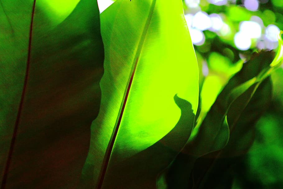 leaves, green, palm, green leaves, green leaf, nature, plant, HD wallpaper
