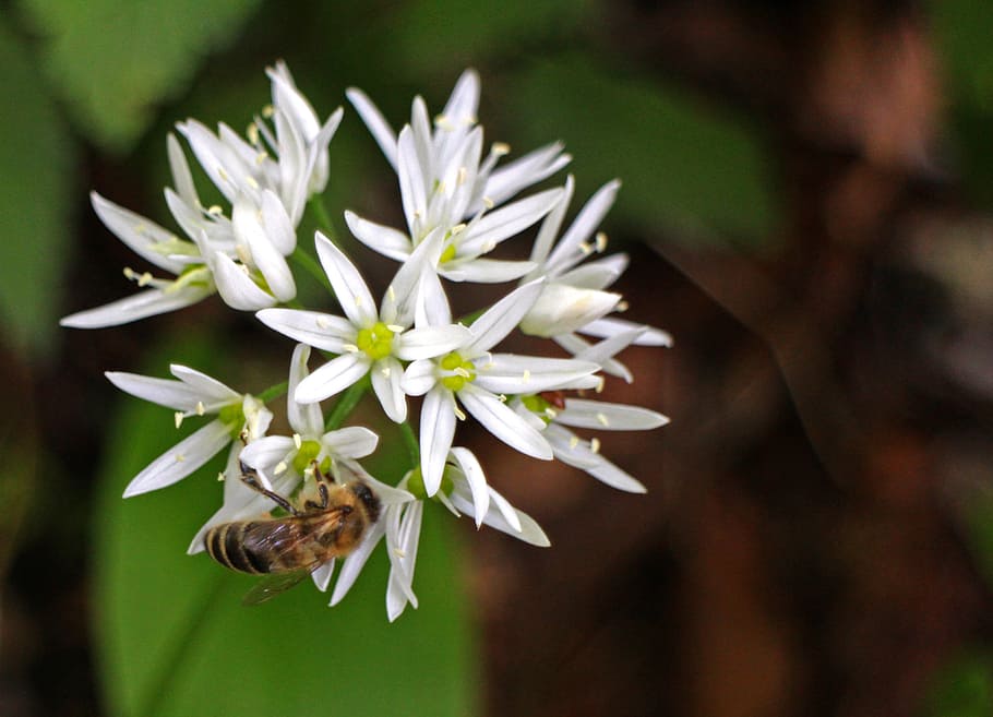 bear's garlic, blossom, bloom, white, forest, plant, wild garlic HD wallpaper