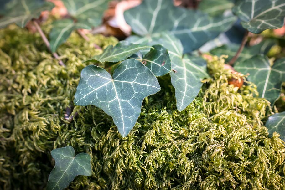 ivy, moss, leaf, ranke, green, fouling, forest, plant part HD wallpaper