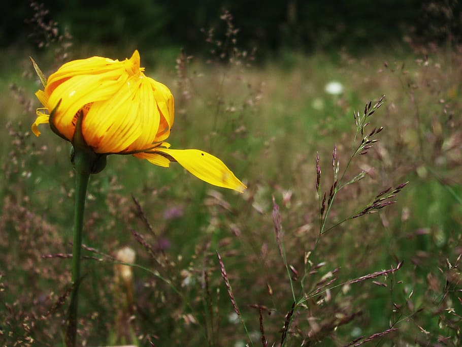 flower, slovakia, meadow, flowering plant, yellow, vulnerability HD wallpaper